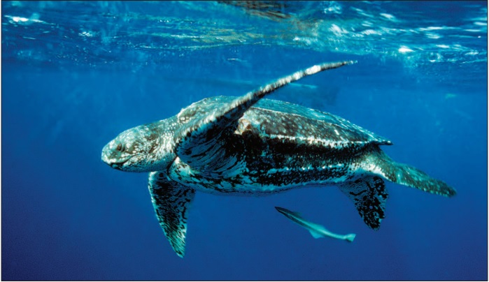 Atlantic leatherback