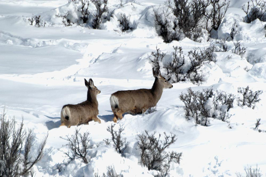Photograph of a mule deer doe and fawn trudging through deep snow in Idaho