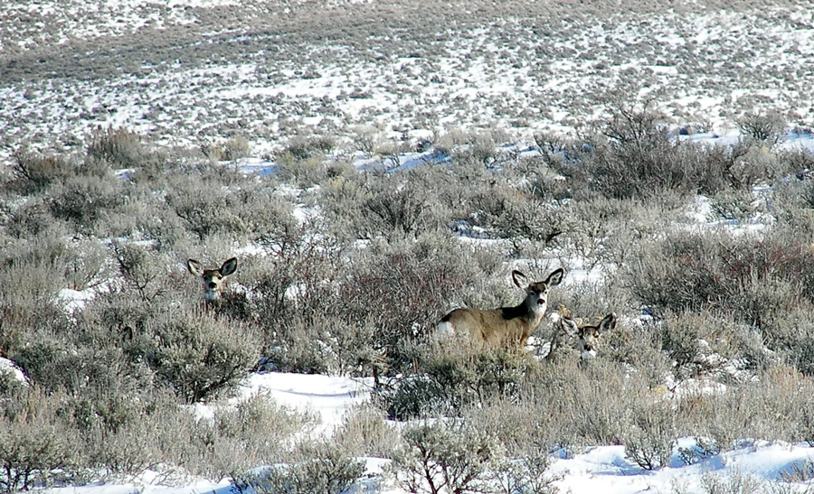 Photograph of mule deer in the sage flats of southern Idaho