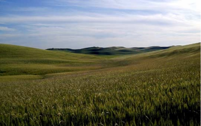 North Dakota wheat field