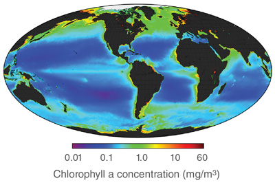 Data image showing chlorophyll a concentrations across the world's oceans