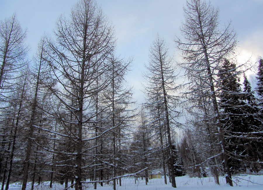 Photograph of Siberian larch trees
