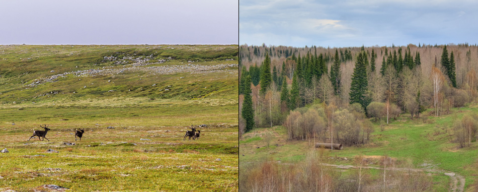 Photographs (left) of reindeer on Arctic tundra and (right) taiga forests in sub-Arctic Russia