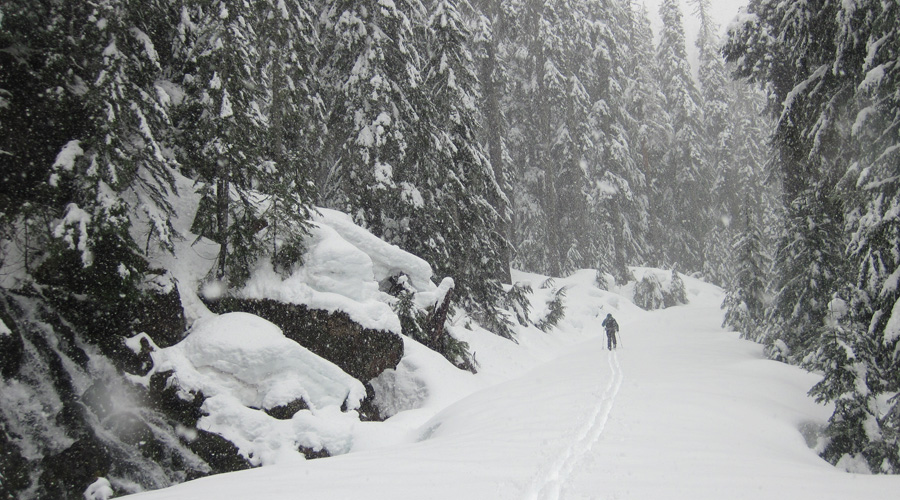 Photograph of a researcher skiing into a research site to maintain equipment