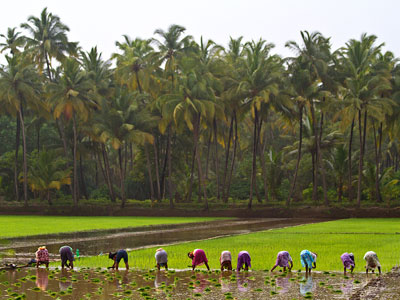 Photograph of a rice paddy in Southeast Asia