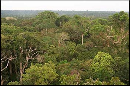 rainforest canopy Manaus