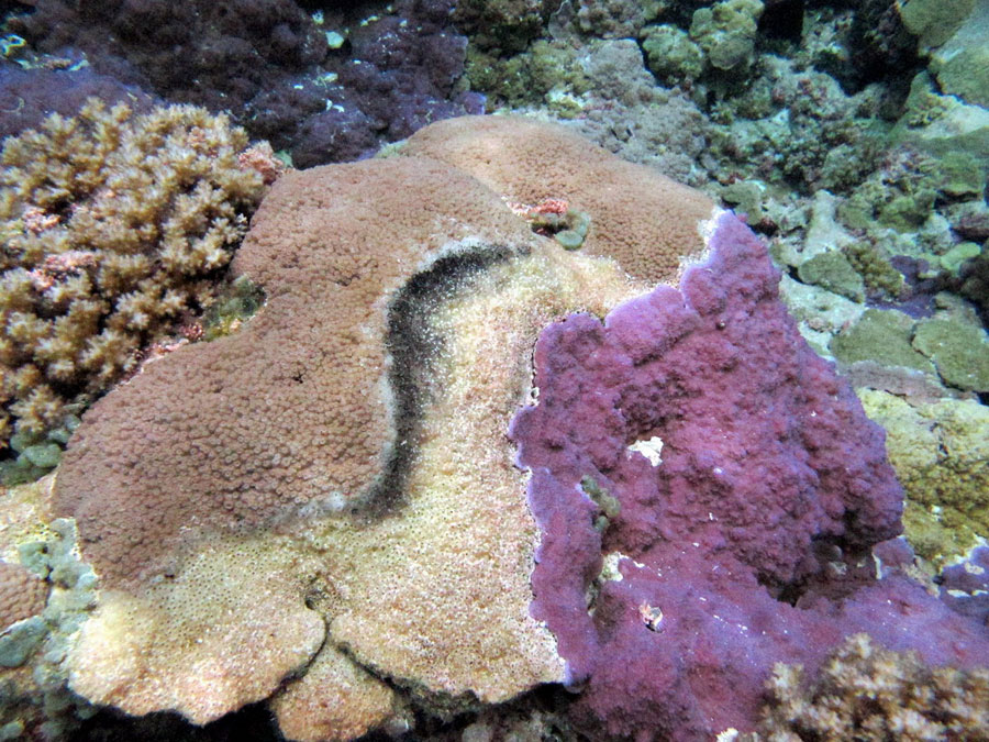 Photograph of a coral infected with skeletal eroding band disease