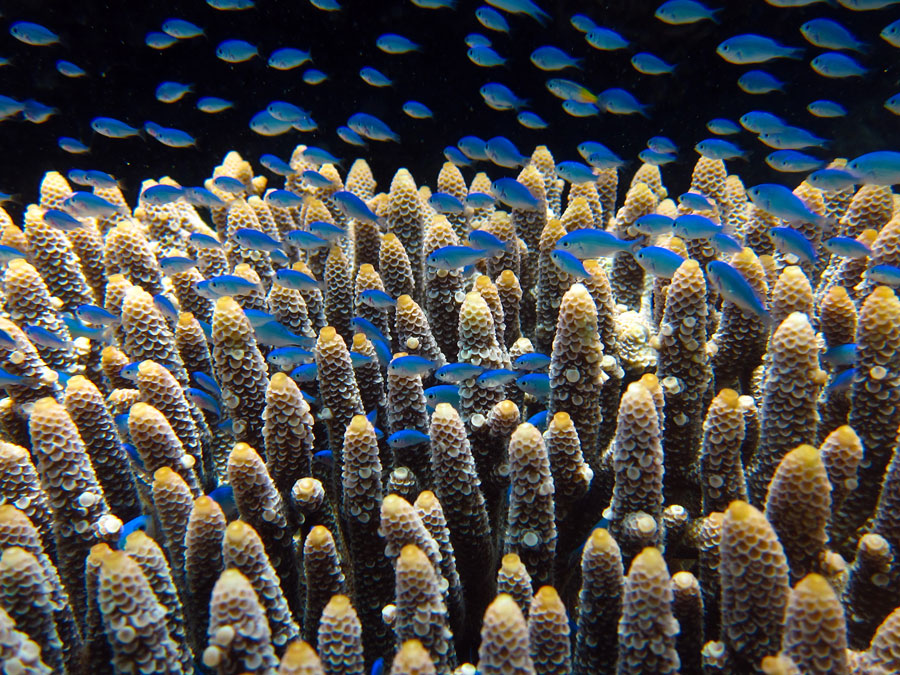 Photograph of blue chromis fish swimming around the Northern Great Barrier Reef