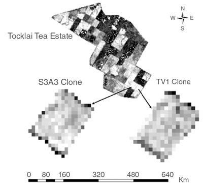 Satellite data image showing two particular tea clones on the Tocklai Tea Estate in India