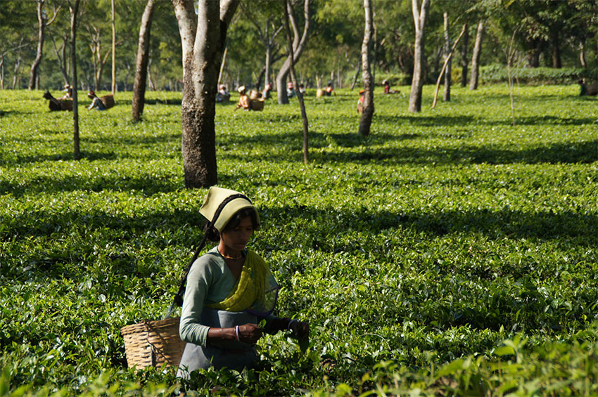 Photograph of a tea plucker on a plantation in India