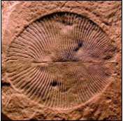 Dickinsonia fossil