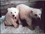 Polar bears orphaned