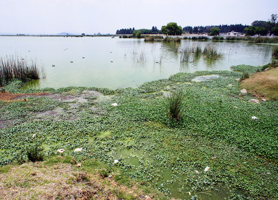 Photograph of algae clogging a lagoon full of wastewater