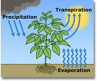 The combination of a plant's evaporation and transpiration is evapotranspiration, abbreviated ET. This parameter approximates the consumptive use of a landscape’s plants.