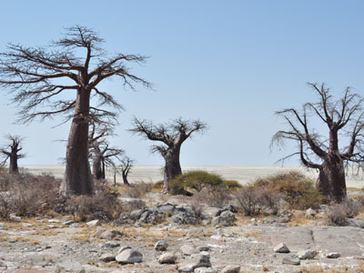 Photograph of baobab trees