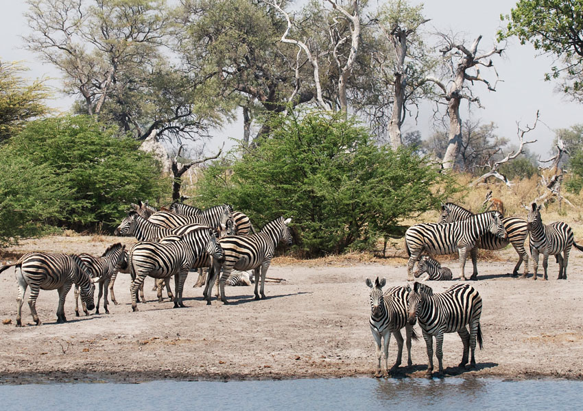 Botswana is home to the second largest zebra migration, following the Serengeti. About 25,000 zebra journey the 150 miles between the Okavango Delta and the Makgadikgadi Pan. Zebra perform an important ecological function as grazers, eating the longer strands of grass that then expose shorter growth, allowing wildebeest easier access to their source of food. (Courtesy R. Toller)