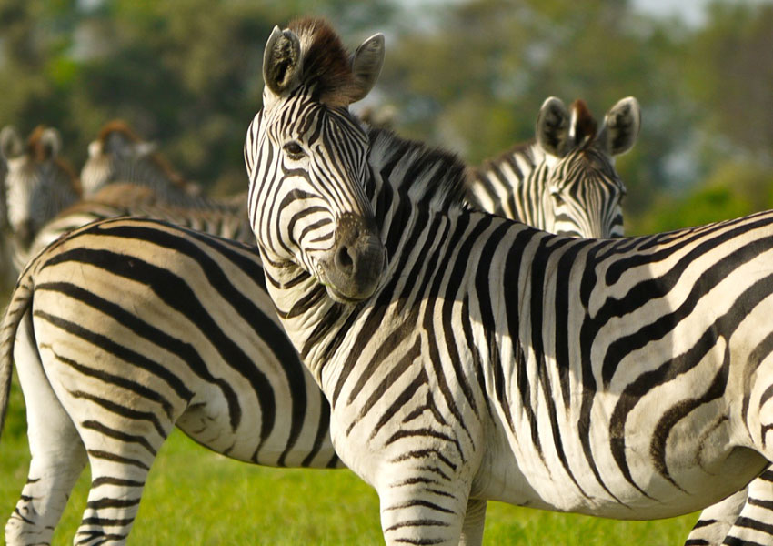 Photograph of zebras, showing stripe differences