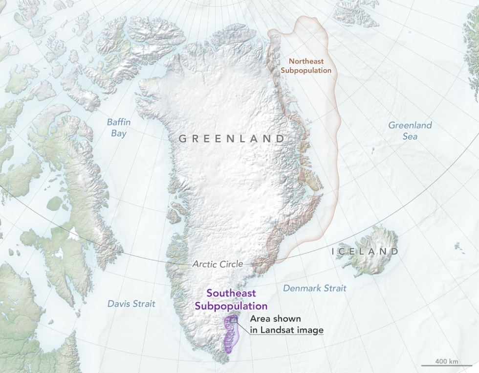 Map of Greenland showing location of new polar bear population