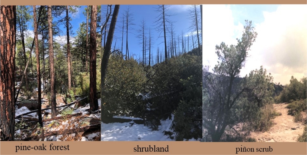 These three photos show the dominant post-fire vegetation types -- pine oak forest (left), shrubland (middle), and pinion scrub (right) -- 5–7 years after the 2011 Horseshoe Two Fire. Pine-oak forests and piñon scrub maintain a mixture of pines and oaks after wildfire, while post-fire shrublands are characterized by standing dead pines that were killed by the fire and post-fire recovery by resprouting tree species. 
