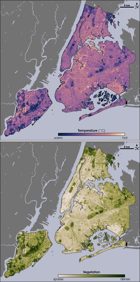 These images from the NASA/USGS satellite Landsat show the cooling effects of plants on New York City's heat. On the left, areas of the map that are dark green have dense vegetation. Notice how these regions match up with the dark purple regions—those with the coolest temperatures—on the right.