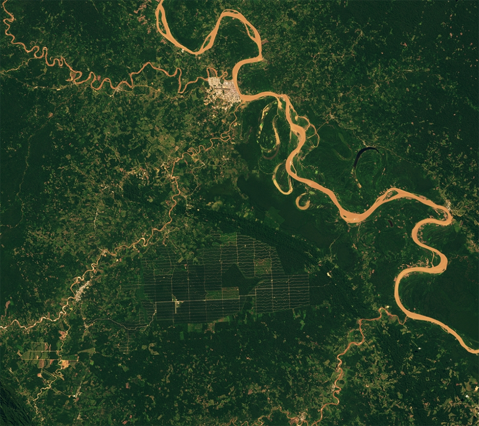 Landsat image acquired on July 10, 2019 shows forest-clearing hotspots from the establishment of oil palm plantations in Peru.