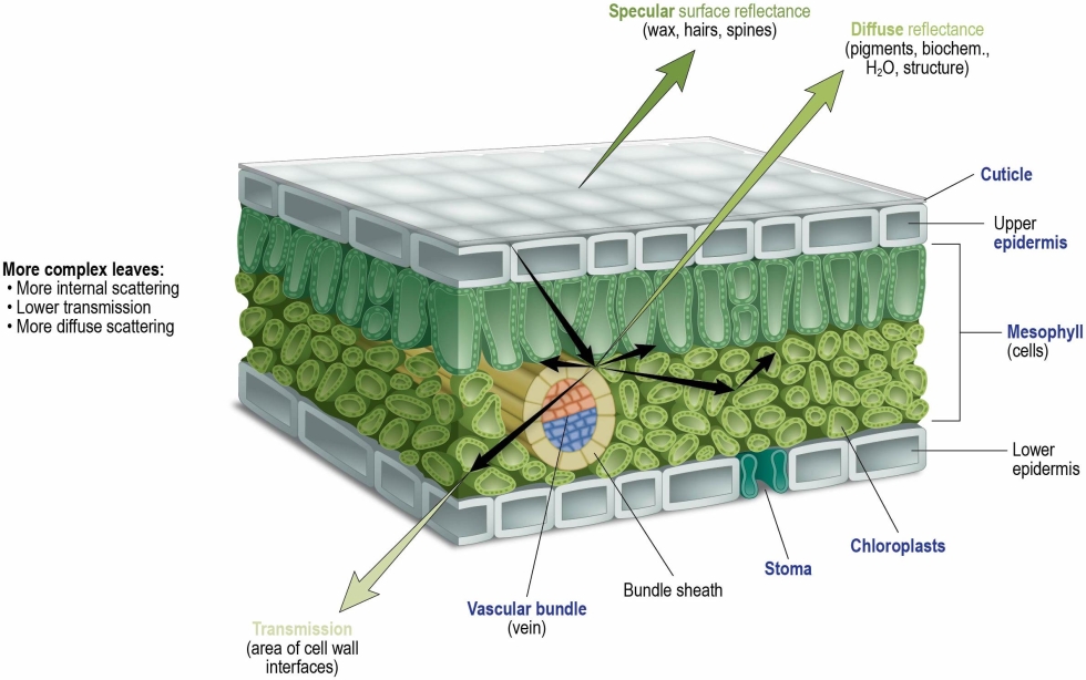 The internal structure and biochemistry of leaves within a canopy control the optical signatures observed by remote sensing instrumentation. The amount of incident radiation that is reflected by, transmitted through, or absorbed by leaves within a canopy is regulated by these structural and biochemical properties of leaves.