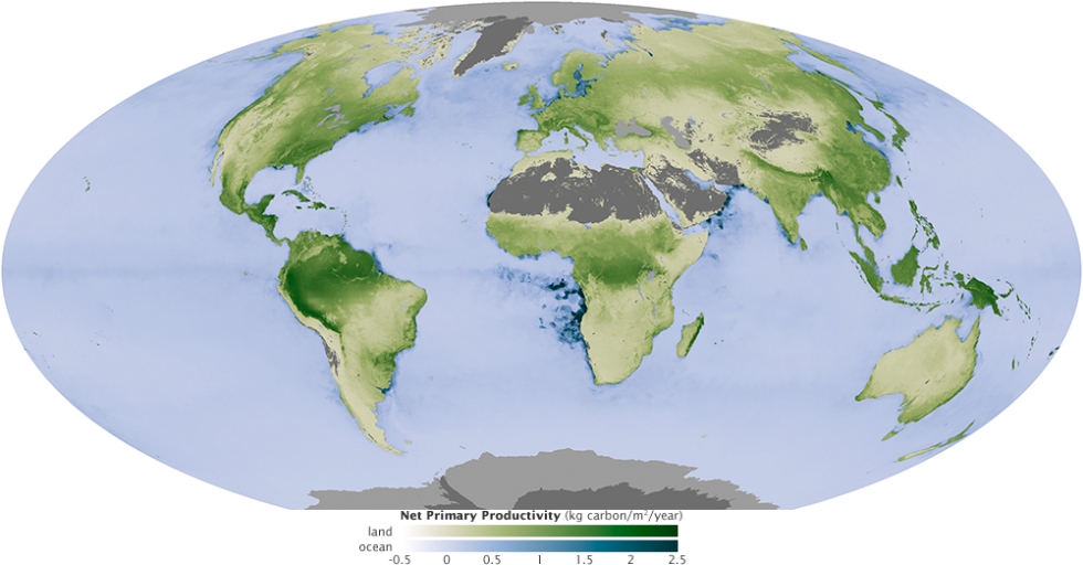 net primary productivity in August 2010, when the Northern Hemisphere reached its peak productivity. On land, areas where plants are growing most—and storing the most carbon—are dark green. Highly productive areas in the ocean, where the most phytoplankton are growing, are dark blue.