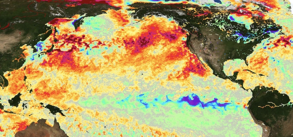 Sea surface temperature anomalies, September 21, 2020, from the Multiscale Ultrahigh Resolution data product. Visualization from the State of the Ocean (SOTO) tool. Credit: NASA