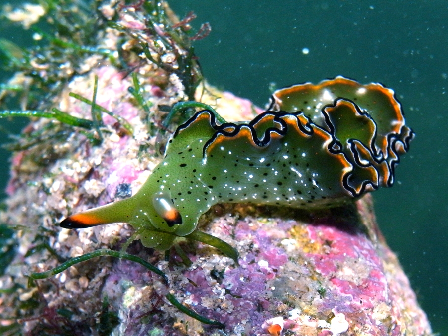 Photograph of a sea slug atop a coral reef