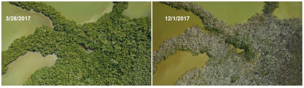 Mangrove forest surrounded by water. Left image shows green vegetation. Right image of the same location shows gray, dead vegetation.