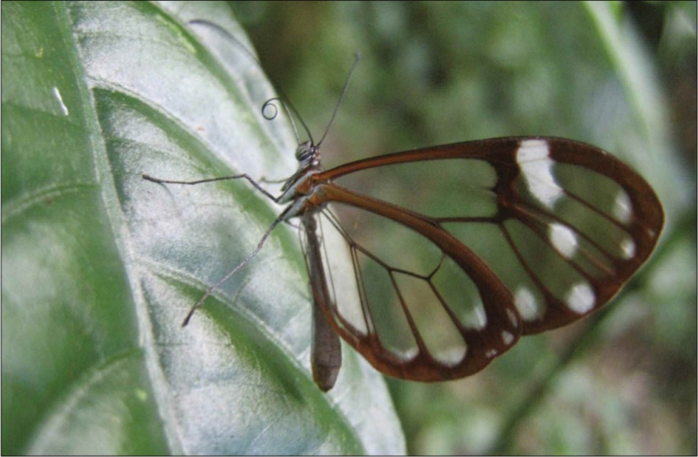 glasswing butterfly