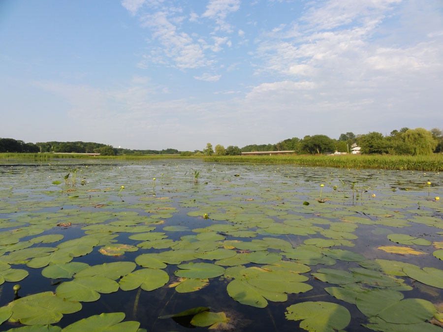 Photograph of a wetland