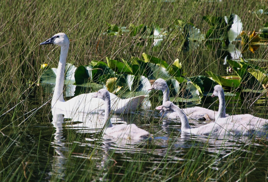 Photograph of swimming trumpeter swans