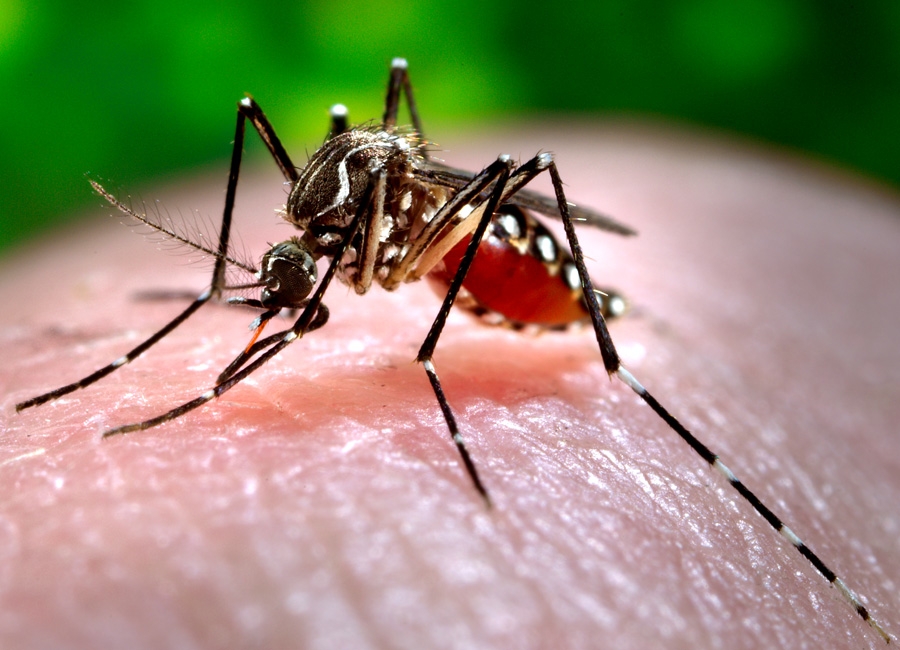 Photograph of a mosquito