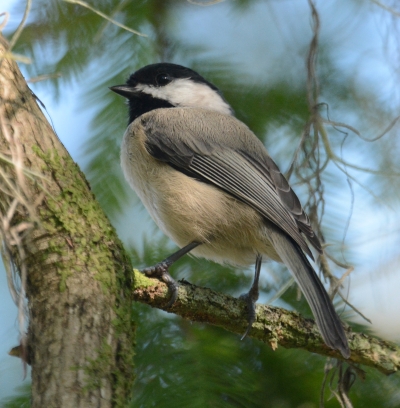 Chickadee