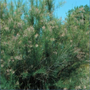 Photograph of Tamarisk trees
