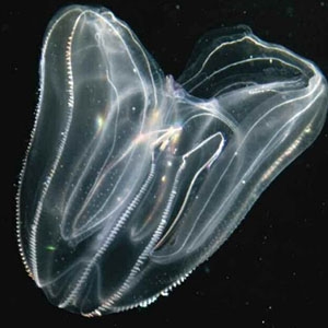 Mnemiopsis leidyi is a species of ctenophore, or comb jelly, that is native to the western Atlantic Ocean and invasive in many European seas.