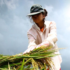 A farmer harvests rice at a field in Laguna, Philippines.