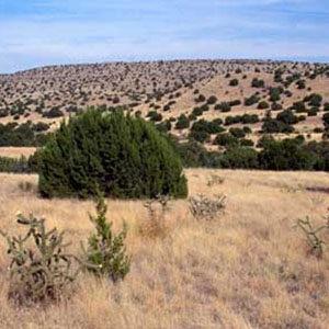 This juniper-covered savanna is one example of a biome in arid New Mexico that includes carbon-sequestering vegetation.