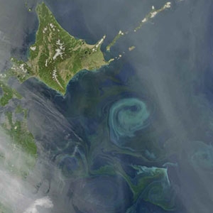 In this image from the NASA Aqua satellite, a swirling phytoplankton bloom becomes visible from space when warm waters from the Kuroshio Current collide with the frigid waters of the Oyashio Current off the eastern coast of Japan.