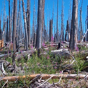 In this photograph, taken eleven years after the Charlton Fire in Oregon’s Willamette National Forest, a majority of snags still stand while gradually new vegetation is recovering.