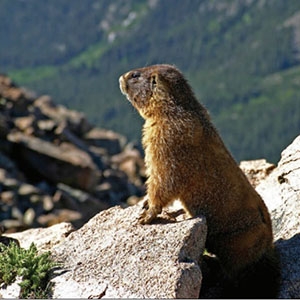 Yellow-bellied marmots in Colorado’s Rocky Mountains now emerge from hibernation about a month earlier than they used to. 