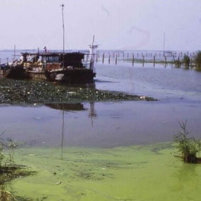 A blue-green algal bloom on Lake Taihu, China, threatened drinking water supplies.