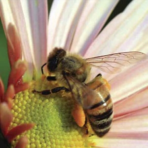 Honeybees are helping remote sensing scientists understand how earlier spring arrival might affect plant-pollinator relationships. 