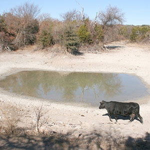 A prolonged drought across Texas desiccates plants and dries up livestock watering holes. (Courtesy AgriLife Today)