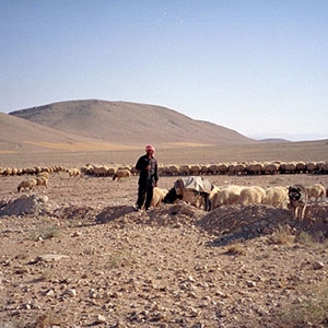 A Bedouin shepherd tends his sheep amid a parched landscape in Syria. (Courtesy J. Werner)