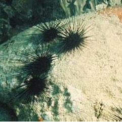 Photographed before 1983, Diadema sea urchins keep a dead coral surface free of algae. 