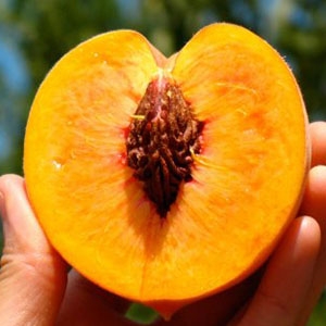 A peach picked in an orchard in Contra Costa, California 