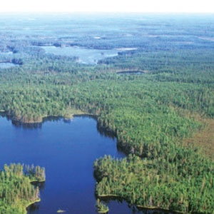 This aerial photograph shows a small section of the sprawling boreal forests in the Karelia Republic, Russia. 