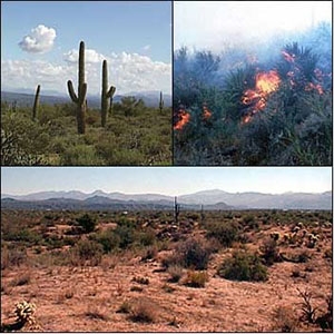 These photographs show the Sonoran Desert in different stages: normal vegetation (upper left), burning desert (upper right), and a landscape with burned areas in the foreground and unburned desert behind. 